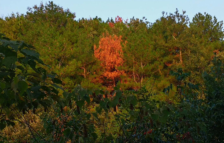 白蚁的危害、常用的防治方法以及应如何预防白蚁的侵害